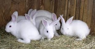 Conejos Sementales