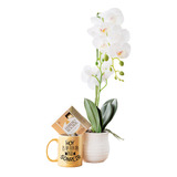 Arreglo Floral Zen Orquídea Para Regalar
