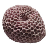Coral Cerebro De Resina Artificial Tamaño Pequeño Acuario 