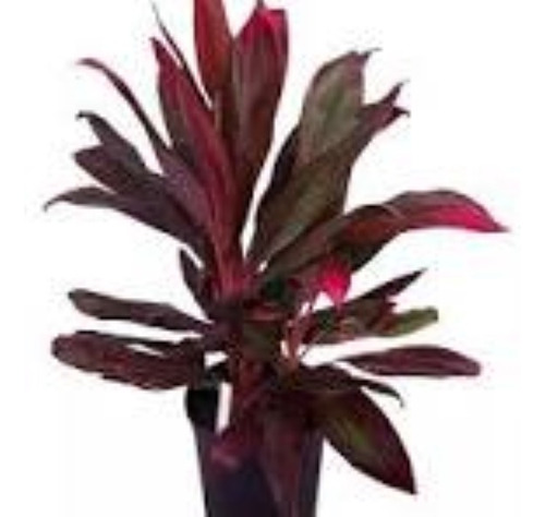 Dracena Rubra Interior Hermosa - Ent.gratis Caba Y Gba