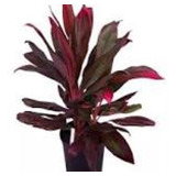 Dracena Rubra Interior Hermosa - Ent.gratis Caba Y Gba