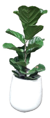 Planta Interior Ficus Pandurata + Fibrocemento 40x28x22