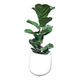 Planta Interior Ficus Pandurata + Fibrocemento 40x28x22