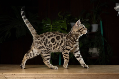 Gatita Bengal Brown