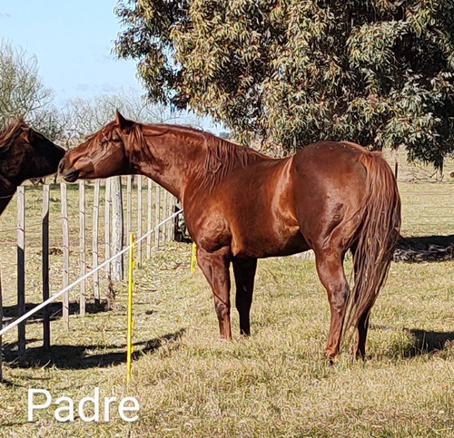 Potros Cuarto De Milla Puros Registrados. Caballos . Seña