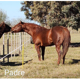 Potros Cuarto De Milla Puros Registrados. Caballos . Seña