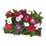 Kit Combo 10 Unid Muda De Vinca Flores Planta Ensacada Forte