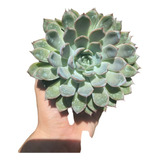 Suculenta Echeveria Apus  Pote 11 Planta Externa De Sol