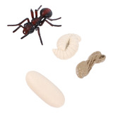 Modelo De Hormiga Roja Para Decoración, Ciclo De Crecimiento