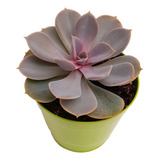 Echeveria Perle Von Nürnberg Maceta Nº8