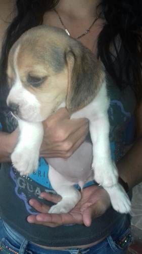 Perros Cachorros Beagle En Venta Mini Perritos Puppy Can