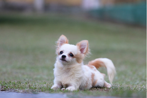 Chihuahua Pelo Longo Filhote Com Pedigree 