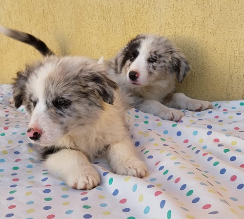 Cachorros Border Collie Pedigree Fca