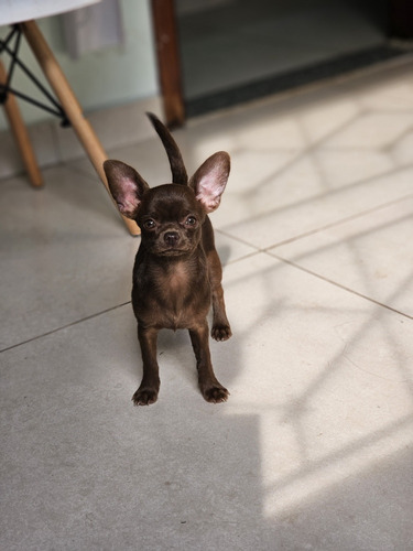Filhote De Chihuahua 