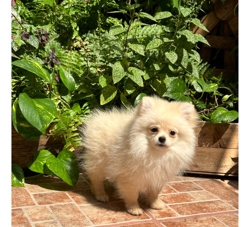 Cachorros Pomerania Cara De Oso Hembra Y Macho .