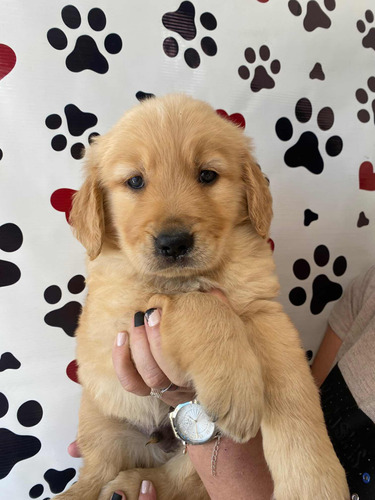 Golden Retriever Filhote Com Pedigree, Microchip E Vacinas