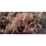 Substrato Sphagnum - Musgo - 150 Gramas