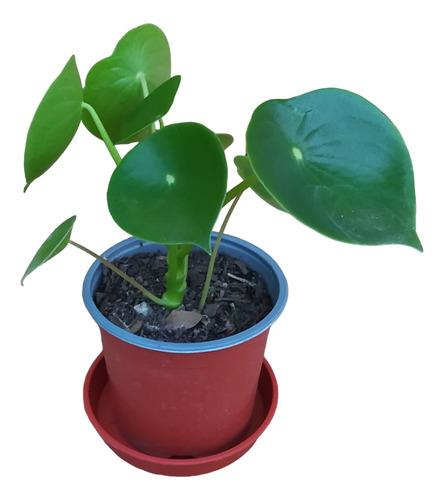  Peperomia Cucharita 15cms  - Planta + Macetero Y Plato