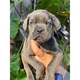 Perros Cane Corso O Mastín Italiano 