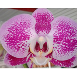 Orquídea Palenopsis, Regalo, Planta De Interior 