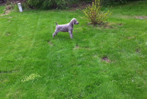 Faraónicoweimaraner Prestigio Línea Única