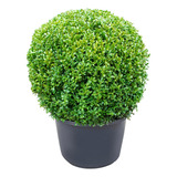 Muda Grande Buxus Buxinho Natural Produtor 40cm Boca Da Mata