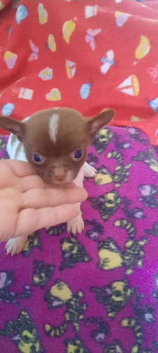 Chihuahua Pelo Curto Sou Um Pet Bem Pequeno!!!!