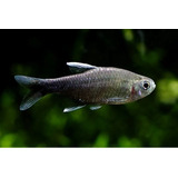 Pct. C/ 5 Peixes Tetra Negro D'água -aquário- Água Doce 