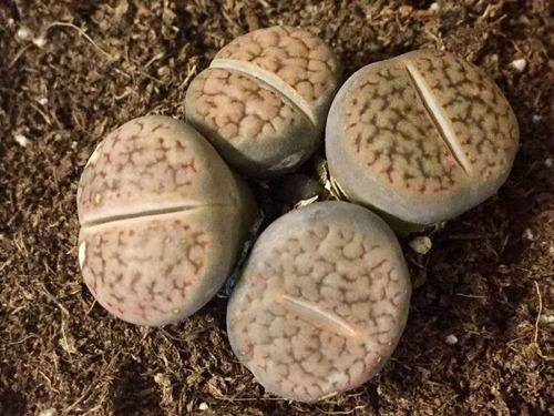 Pack Mix 6 Lithops Cactus Piedra Crecidos Coleccion Envio 