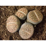 Pack Mix 6 Lithops Cactus Piedra Crecidos Coleccion Envio 