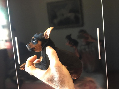 Pinscher Miniatura