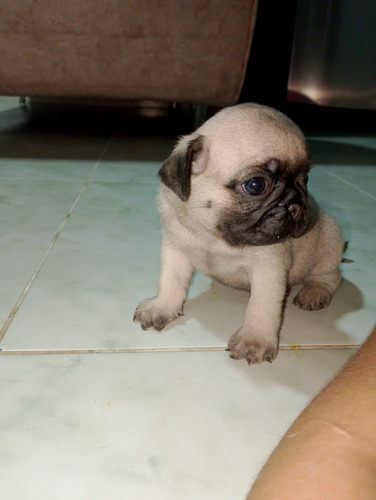 Pug Lejitimos