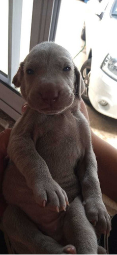 Cachorros Weimaraner