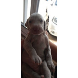 Cachorros Weimaraner