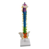 D Modelo De Vertebral Modelo De Esqueleto Con La Pelvis De