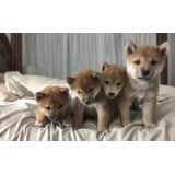 Cachorros Shiba Inu
