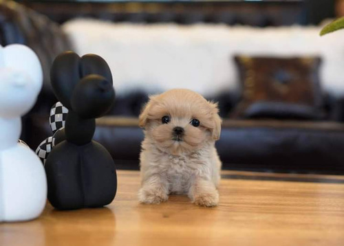 Cachorros Maltipoo 