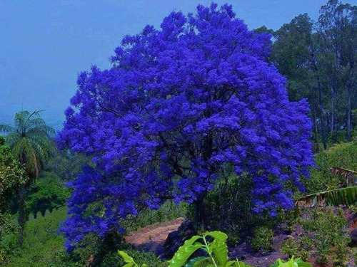 Guayacan Color Azulado