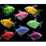 20 Peixes Tetra Colorido Ou Goldfish , Os Peixes Mais Lindos