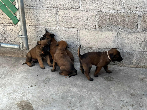 Cachorros Pastor Belga Malinois De 6 Semanas De Nacidos,