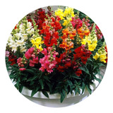 Semillas De Flor Exotica Snapdragon X100 Semillas