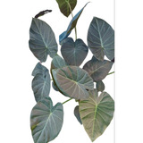 Alocasia Regal Shield