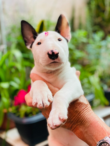 Bull Terrier Magníficos Filhotes