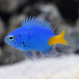 Combo Peixe Marinho 2 Yellow Tail + 2 Green Chromis