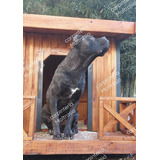 Cucha Para Exteriores - Ideal Para Perros Grandes Cane Corso