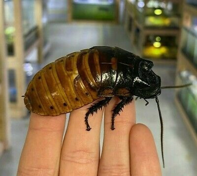 Pareja De Cucaracha De Madagascar