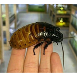Pareja De Cucaracha De Madagascar