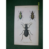 Insecto  Carabus Auratus  Grabado De Edimburgo De 1833