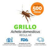 Grillos Vivos || Regular - Adulto 500 Piezas  Alimento Vivo 