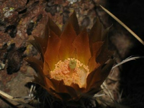 Semilla De Suculenta Astrocactus Philipii Alta Germinación. 